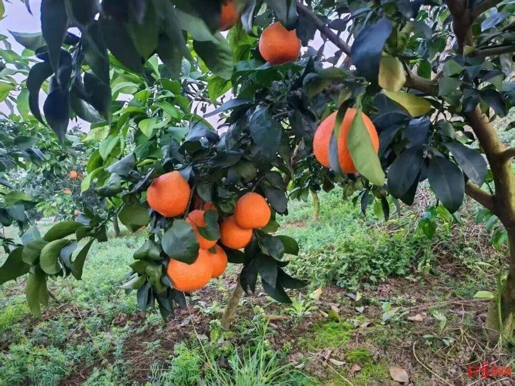 果园里的爱媛果冻橙。(取材自红星新闻) 果园里的爱媛果冻橙。(取材自红星新闻)