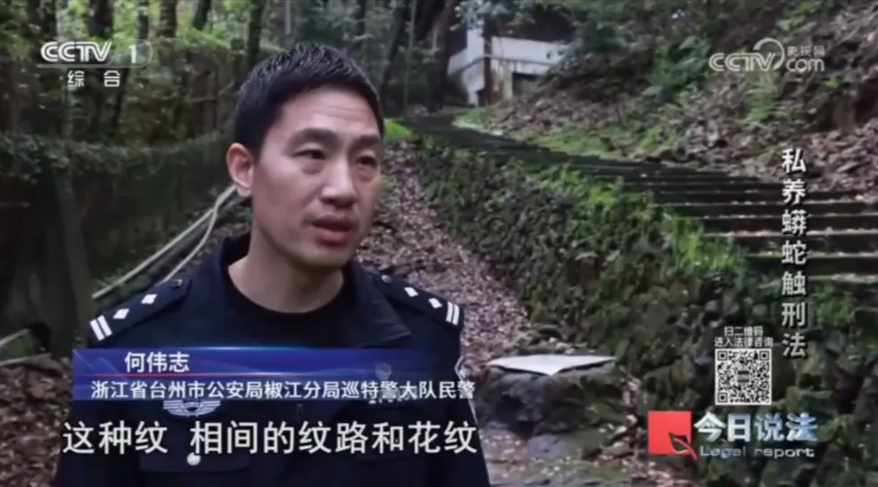 毛骨悚然!男子小区里养300多条蟒蛇 毛骨悚然!男子小区里养300多条蟒蛇