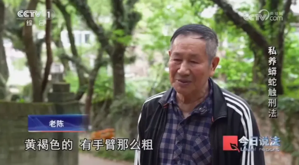 毛骨悚然!男子小区里养300多条蟒蛇 毛骨悚然!男子小区里养300多条蟒蛇