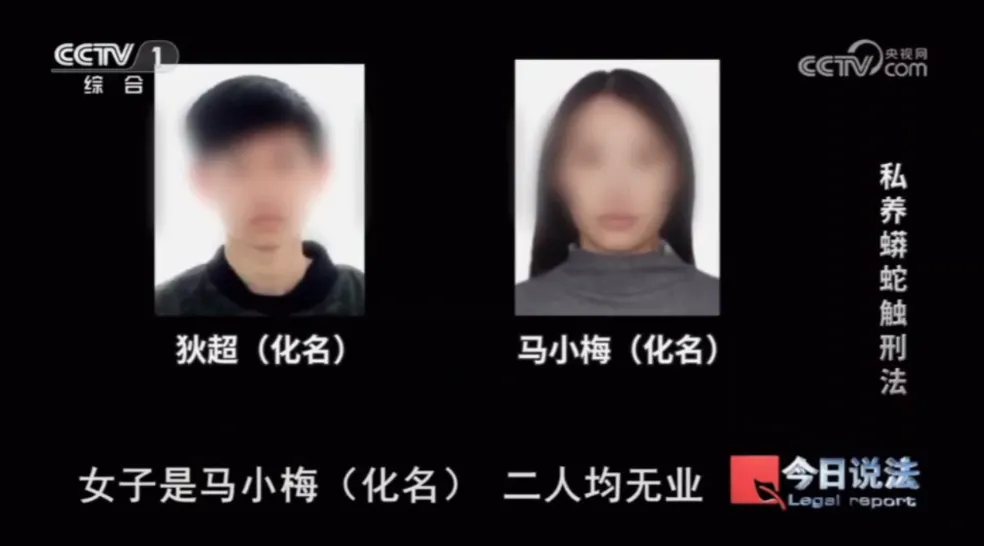 毛骨悚然!男子小区里养300多条蟒蛇 毛骨悚然!男子小区里养300多条蟒蛇