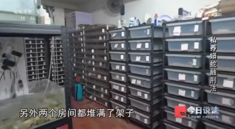 毛骨悚然!男子小区里养300多条蟒蛇 毛骨悚然!男子小区里养300多条蟒蛇