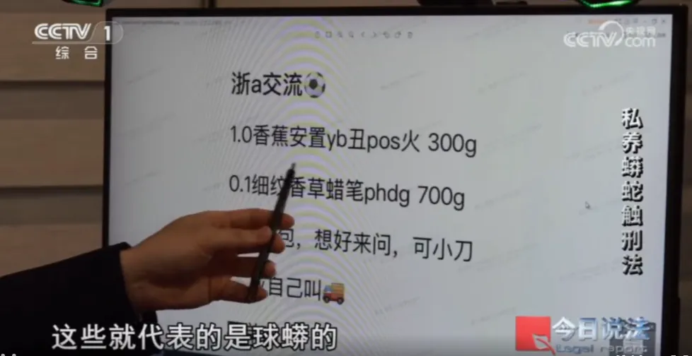 毛骨悚然!男子小区里养300多条蟒蛇 毛骨悚然!男子小区里养300多条蟒蛇