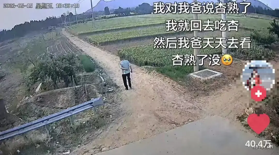 我对我爸说杏熟了我就回去 然后我爸天天去看杏