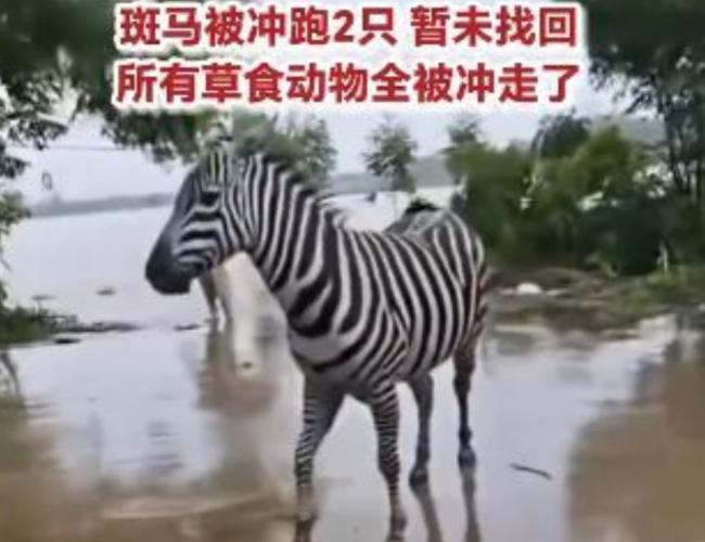 3巨狮惨被活活淹死 惊悚画面曝光 3巨狮惨被活活淹死 惊悚画面曝光