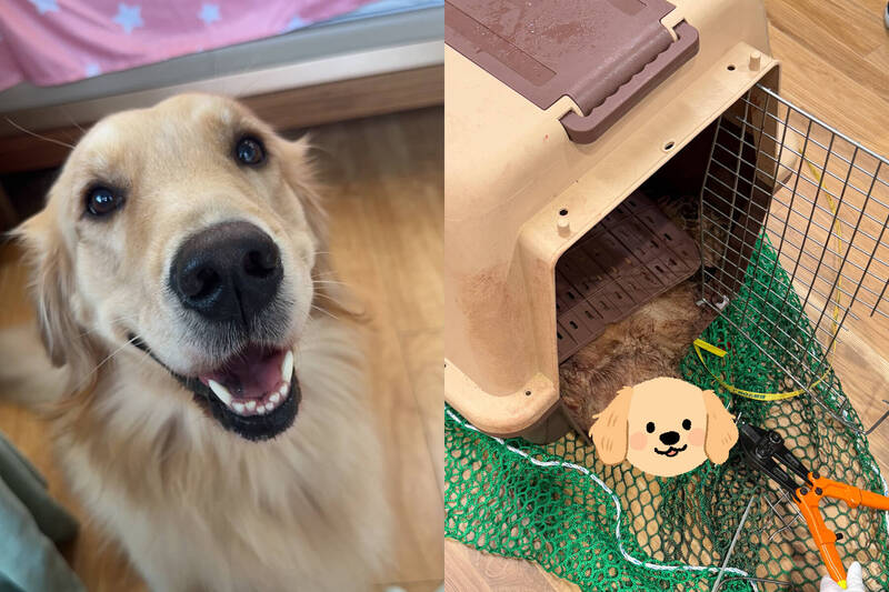 黃金獵犬「Bubble」搭機期間喪命，飼主痛心呼籲大韓航空公布真相。（本報合成，擷取自@jenn_jwww/Threads）